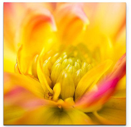 Rosa-gelbe Dahlie – MacrofotografieLeinwandbild quadratisch 90x90cm