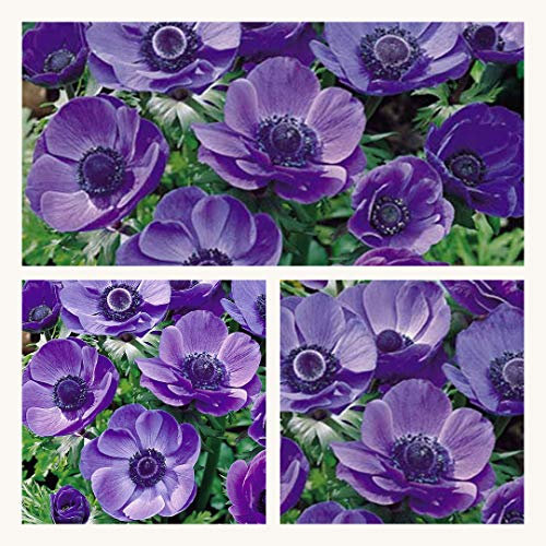 Anemone De Caen Mr Fokker x 30 Flower Bulbs/Corms.Size 4/5 Pretty Blue Flowers.
