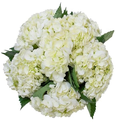 Ramo de Hortensias Blancas Hydrangea Naturales con 10 Flores en Tonos Vibrantes