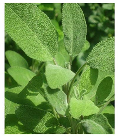 PREMIER SEEDS DIRECT - Herbs - SAGE - Broad LEAVED - 250 Seeds