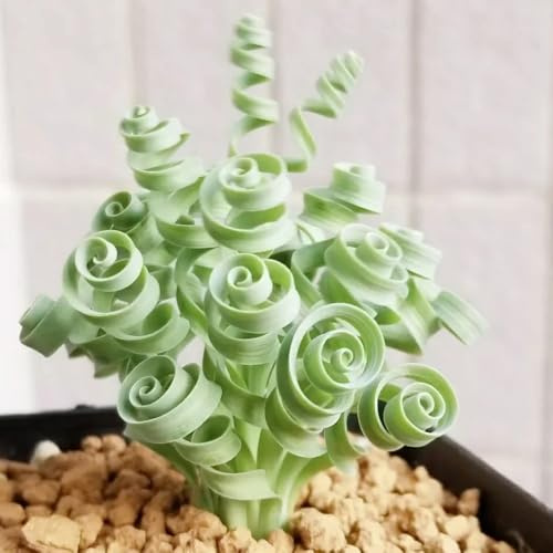 Semi di Albuca spiralis - Albuca namaquensis - semi di d'appartamento da giardino da ufficio decorazione del soggiorno da balcone 100pcs