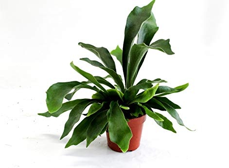 Blumen-Senf Geweihfarn 35 cm – Platycerium Bifurcatum Zimmerpflanze, pflegeleicht, luftreinigend, dekorativ, inkl. Topf – Tropische Hängepflanze für Wohnzimmer, Büro & Bad