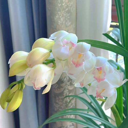 cymbidium pflanzen kaufen samen, flower, winterharte pflanzen orchideen samen garten blumen, balkon pflanze blumensaat, balkonpflanzen winterhart blumen, hochbeet blumenwiesensaat, 250pcs