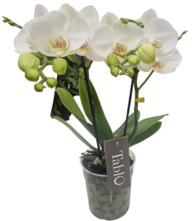 Phalaenopsis Tablo Champagne Opti-flor Orchidee