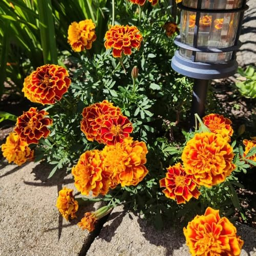 piantedi fragola semi di nasturzioPiantamentantelampone,semi physalis ulivi e alloro ciliegio cachi,loto resistenti 200Seme