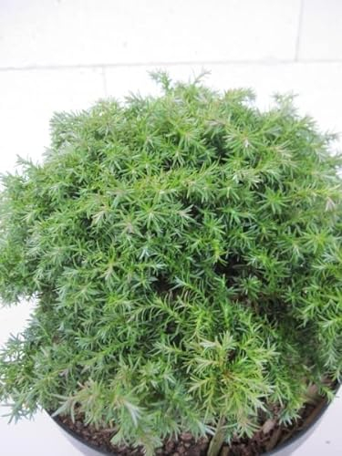 Kumulus Sawara Zypresse - Chamaecyparis pisifera Cumulus - Bonsai Koniferen