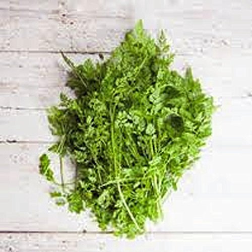 Chervil Seeds, Herb, 1000+ Seeds, Non GMO, Use The herb Fresh to Flavor vinaigrettes.