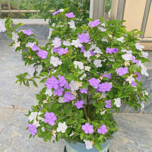 jasmin luftreinigende zimmerpflanzen jasminsamen garten geschenk schattenpflanzen blumensamen mehrjährig winterhart balkonpflanzen wildblumensamen schnittblumen zierblumen blumendeko 60samen