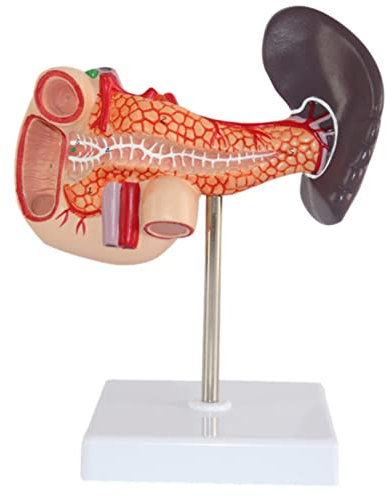Körpermodell, menschliche Milz, Bauchspeicheldrüse und Zwölffingerdarm, Modell, menschliches anatomisches Modell, innere Organe, lebensgroße medizinische Ausbildungshilfe für den Unterricht
