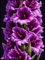 Gladiolos bulbos/Planta de gladiolos/Gladiolus tristis/Perenne tolerante al frío/CXXFGFT-15 bulbos-C