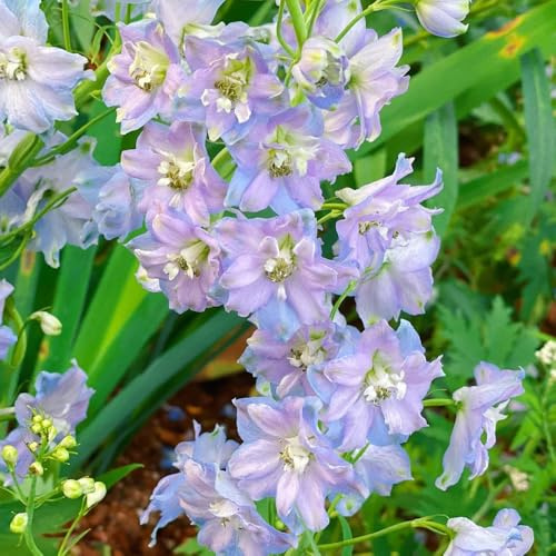 semi di delphinium selvatici all'aperto 600pcs