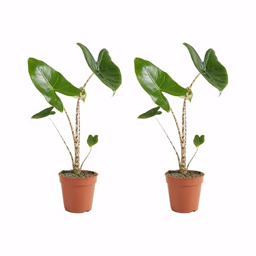 Bloomique - Juego de 2 - Alocasia Zebrina - Oreja de Elefante - Plantas de Interior - Purificadora de Aire - Altura 30-50 cm - Maceta de 14 cm