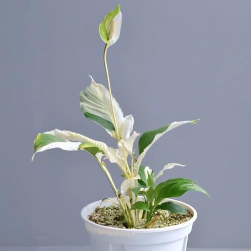 Acquista spatifillo resistenti per giardini rocciosi rampicanti resistenti da appartamento purificatrici dell'aria verdi decorazioni da giardino per esterni, 60Semi