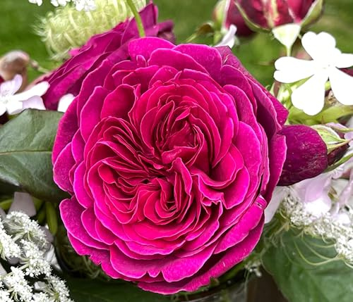 Dehner Nostalgie-Edelrose Deep Secret, Züchter Tantau, gefüllte pink-lila Blüten mit intensivem Duft, 15-30 cm exkl. Pflanztopf, Topfware