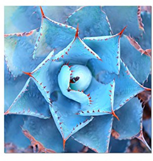 Augenblicke Wandbilder 80x80cm - Fotodruck auf Leinwand und Rahmen Agave Pflanze Nahaufnahme blaugrau - Leinwandbild auf Keilrahmen modern stilvoll - Bilder und Dekoration