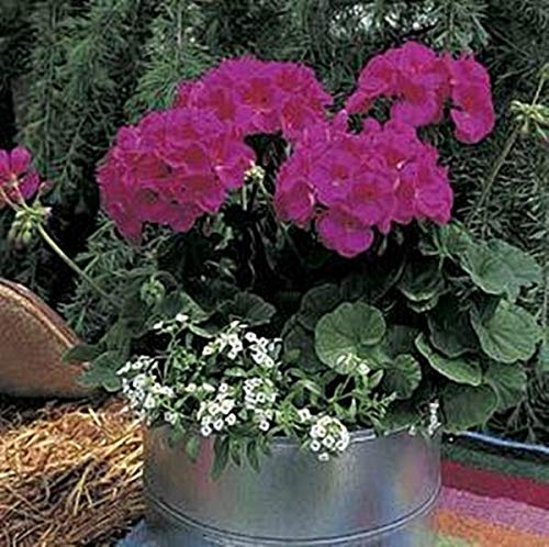 Pase Seeds Geranium Zonal Maverick Series Violet Plant Seeds - 10 Seeds per Pack - Large Flower Heads - Easy to Grow