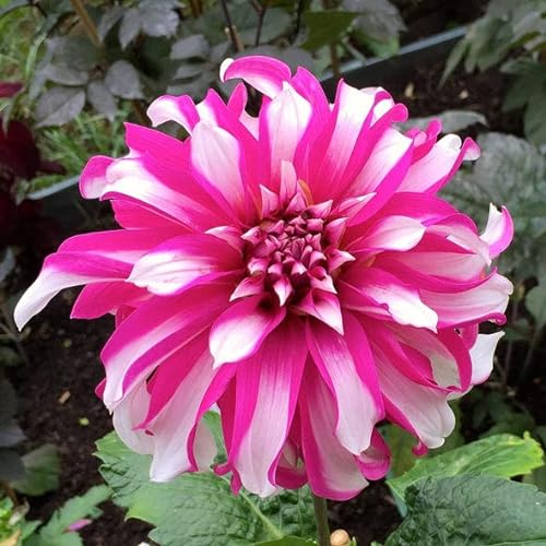 2 x Pink and White Dahlia Radegast (Dinner-Plate) Tuber to Plant (Free UK Postage)