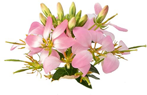 Cleome Arana Rose - 6 Plug Plants - Container/Basket Plants.Spider Flower. Spider Flower. - Plants Online. Fantastic Range Vibrant Colours.