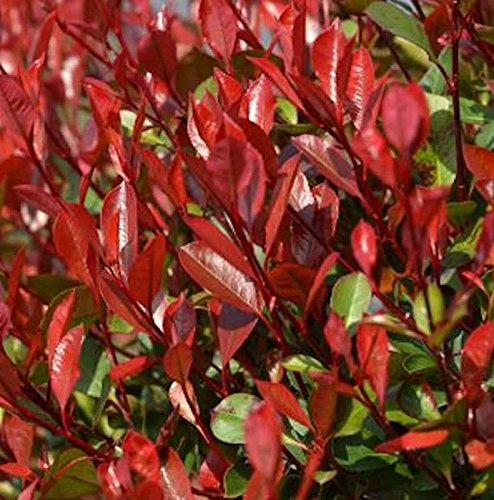 Glanzmispel Dicker Toni 80-100cm - Photinia fraseri