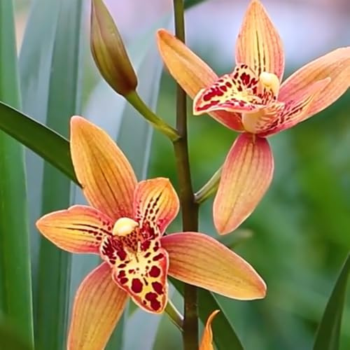 orchidee semi di giardino da ombra semi di orchidea Decorazioni floreali per luoghi soleggiati da giardino, ornamentali rari selvatici recisi 100semi