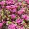 Pianta vera di Sedum spurium Coccineum - Diametro Vaso Ø 9 cm