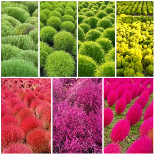 semi di cipresso estivo Giardino roccioso resistenti per il pieno sole d'appartamento esotiche giardino in vaso biologici per esterno 500pcs