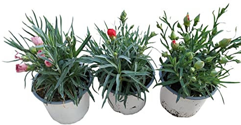 Clavel - Pack 3 Plantas - Dianthus - Claveles Plantas con Flor para Terraza y Jardín