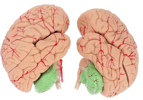 CHILDWEET 1stück Anatomisches Gehirnmodell Für Unterricht Abnehmbares Detailliertes Menschliches Gehirnmodell -demonstration Teilig Material Lernwerkzeug Für Schüler Und Lehrer