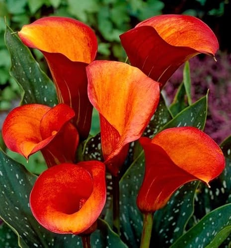 Flame Calla Lily Bulbs for Planting - Exotic Looking Orange and Red Flowers - Big Healthy Bulbs for Growing - Deer & Rodent Resistant (5 Bulbs)