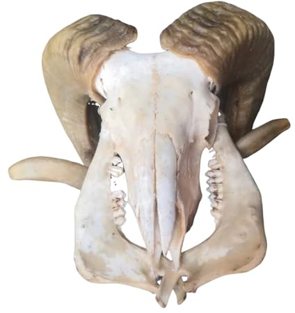 LKYLVEE Sheep Skull Specimen - Sheep Head Wall Sculpture - for Ram Decor Animal Skeleton Sculpture Hanging Art Collectible,A,30cm