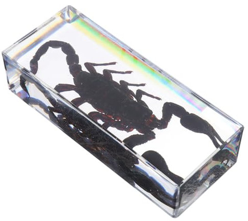 SOLUSTRE Kristallklarer Acrylharz Briefbeschwerer Detailgetreues Insektenexemplar Für Büro Wissenschaftsdekor Multifunktionales Paperweight Für Schreibtisch Und Klassenzimmer