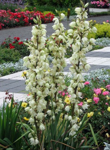 Staudenkulturen Wauschkuhn Yucca filamentosa - Palmlilie - Staude im 11cm Topf