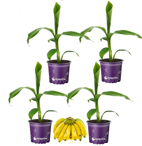 Musa-basjoo Bananenpflanze Winterharte-Banane 12cm Topf 4er-Set