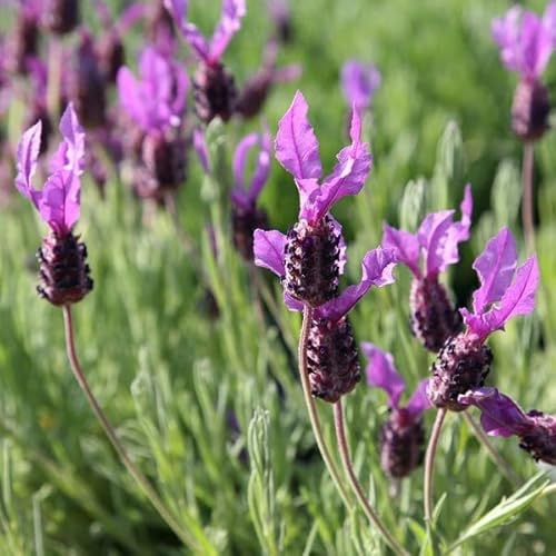 6x Lavanda farfalla 'Papillon' – Lavandula stoechas 'Papillon' – Vaso 9x9 cm – lavanda ornamentale fiori viola giardino