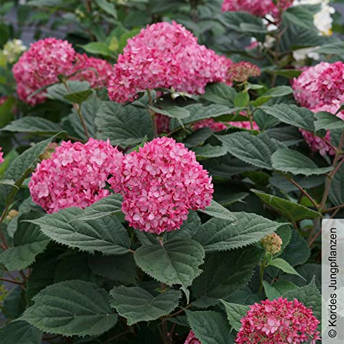 Rosarote Schneeballhortensie 'Ruby Annabelle'®, rosarot, 3er-Set, Topf 5 Liter