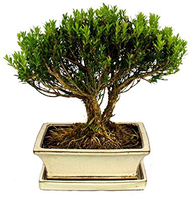 Bonsai Buchsbaum, Buxus herlandii, 20cm Schale, Buxbaum - Outdoor-Bonsai