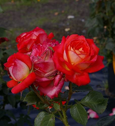 Baumschule Pflanzenvielfalt Edelrose Königin der Rosen® - Rosa Königin der Rosen® - Teehybride - lachsorange - Duft+++