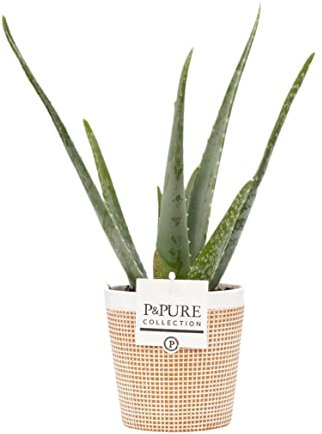 Aloe Vera Houseplant With Pot - Indoor Plant For Office, Home, Bedroom, Kitchen, Living Room - Air Purifying Plant