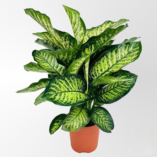 Dieffenbachie 'Maroba', Topf-Ø 21 cm, Höhe ca. 80 cm