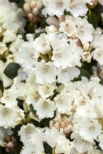 Rhododendron williamsianum 'Gartendirektor Rieger' 90-100 cm - Rhododendron, rosa Blüten, Blütezeit April-Mai, ideal für Halbschatten, immergrün, winterhart