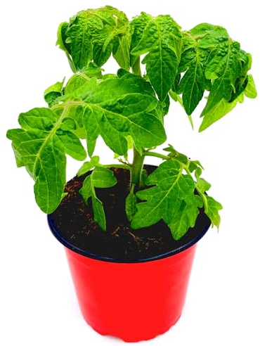 Mini Balkon Tomatenpflanze Primabell Gold Lycopersicon esculentum 3er-Set