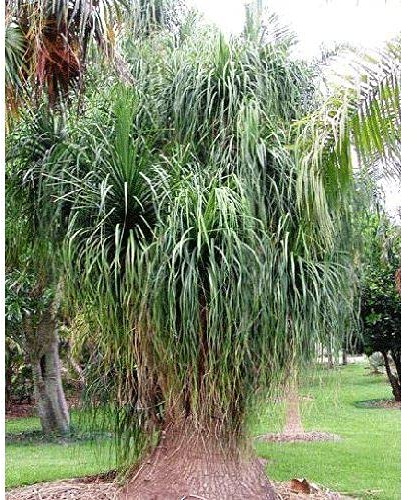 Aamish Pack of 50 red ponytail palm seeds: Package Contain Seeds