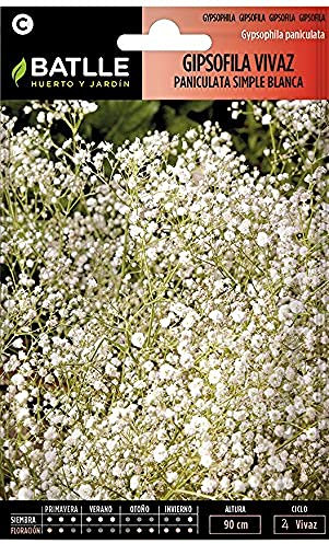 Batlle GYPSOPHILE Vivace PANICULEE, Blanc
