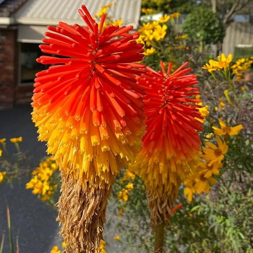 semi di giglio torcia - Kniphofia - Vecchie varietà resistenti in vaso rara rampicante arredamento del soggiorno recisi balcone d'appartamento 350pcs