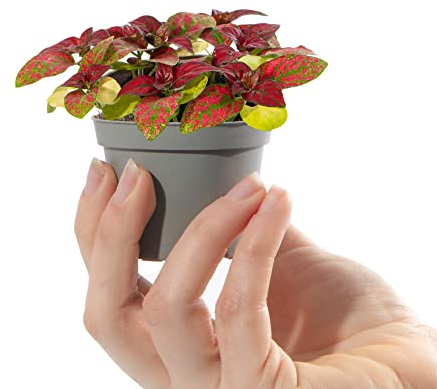 Baby Polka Dot Plant - Hypoestes Phyllostachya Red Small Indoor Houseplant in 6cm Pot | Mini Plant with Colourful Foliage | for Home and Office | Grow Your Own Baby Plants