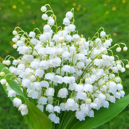 bulbos de lirio de los valles perenne resistente - jardín de rocas temprana de primavera 8pcs