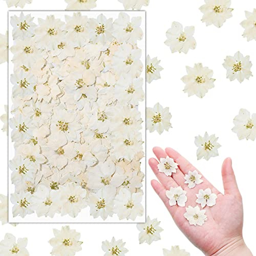 Weiße Rittersporn getrocknete gepresste Blumen, kleine trockene Blumen, echte natürliche Harzfüller für Scrapbooking, DIY, Kunstharz, Handwerk, Kerzen, Dekoration, Schmuck, Handwerk, Dekoration, 100