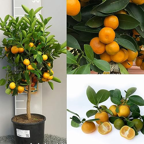 SAVINI VIVAI Calamondino-Pflanze Calamondino-Zitrusbaum im 20 cm Topf, Höhe 70 cm, 2-3 Jahre Veredelung, hergestellt in Italien