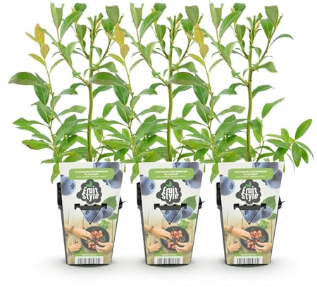 GreenboutiQ - Plantes à fruits - Myrtille - Vaccinium corymbossum Bluecrop - Résistant à l'hiver - 3 Plantes - Pot 9 cm - Myrtille