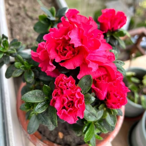 semillas de rododendro, interior azalea, para lugares soleados resistentes para jardín, decoración 300pcs